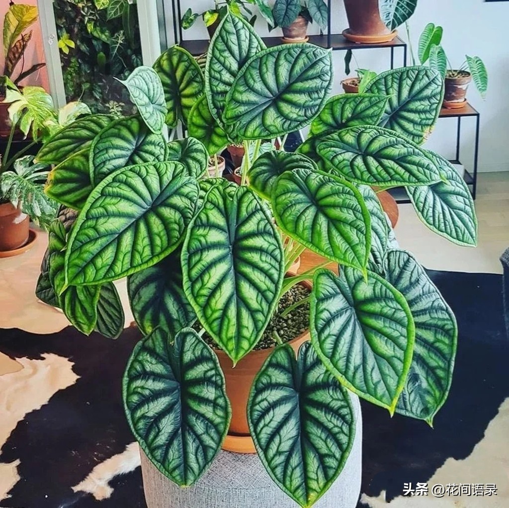 适合室内养的大叶矮壮绿植,室内超大叶片绿植