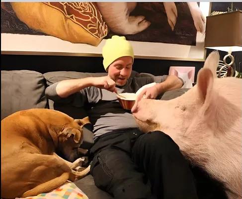 茶杯猪有多可爱,茶杯猪有多大