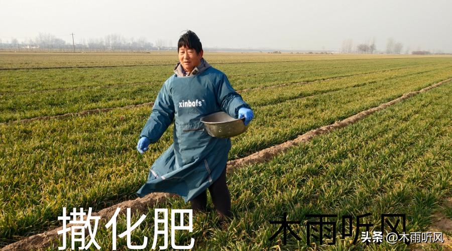 种小麦麦种用少了怎么办,小麦出苗后麦黄麦弱怎么办