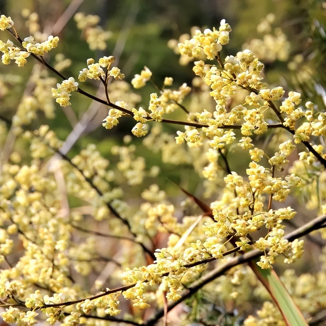 原创散文|山胡椒果迷人，花也十分惹眼