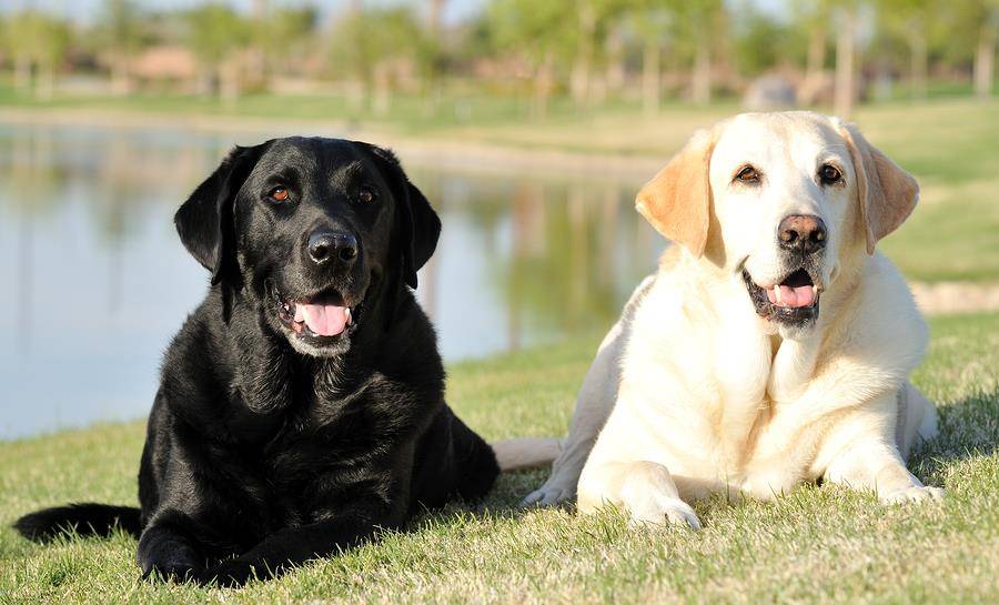 这五种狗忠诚护主可惜被禁养了,这7种狗超护主养一只安全感满满