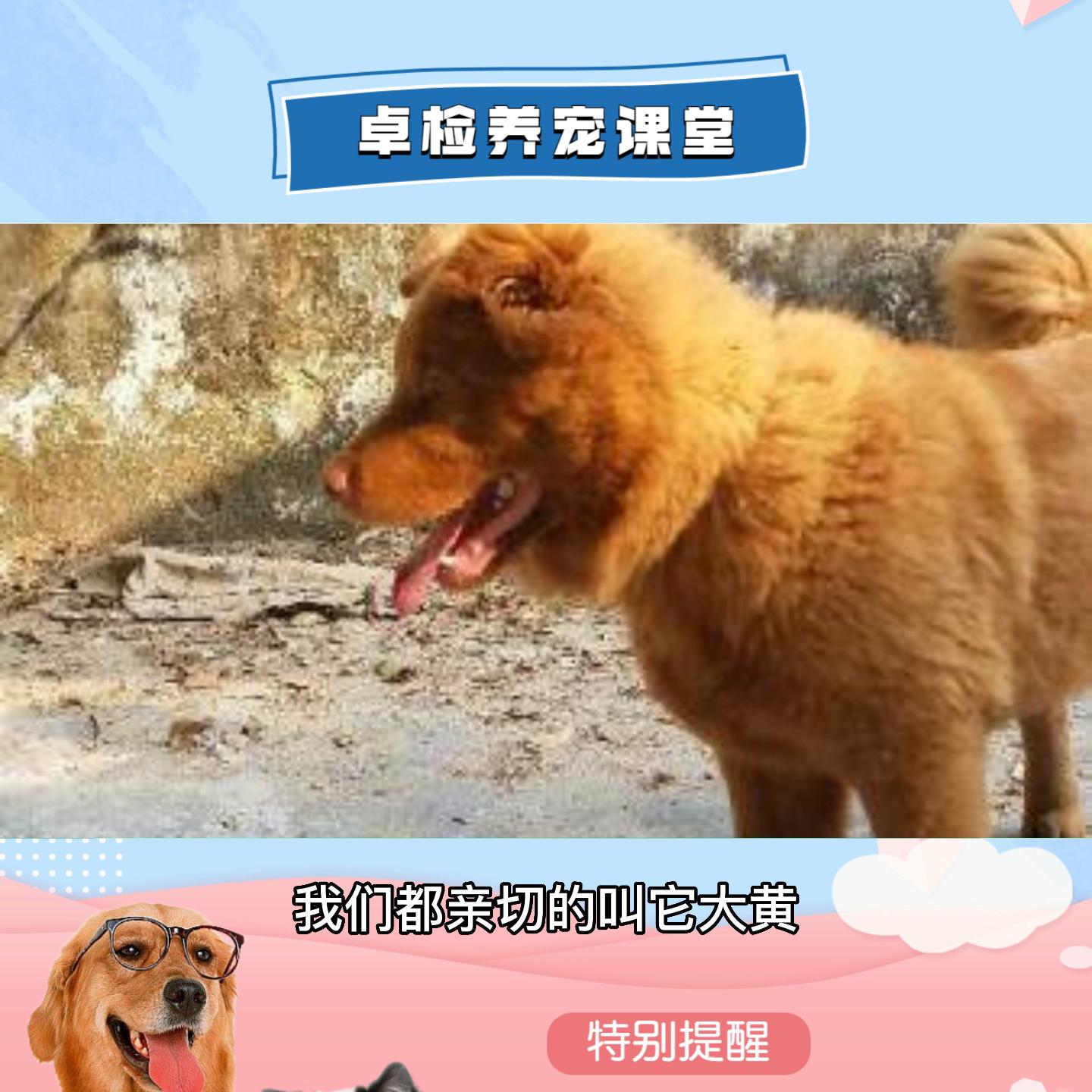 中国的土狗都有什么品种的狗,最机警的十大犬种土狗只能排第三