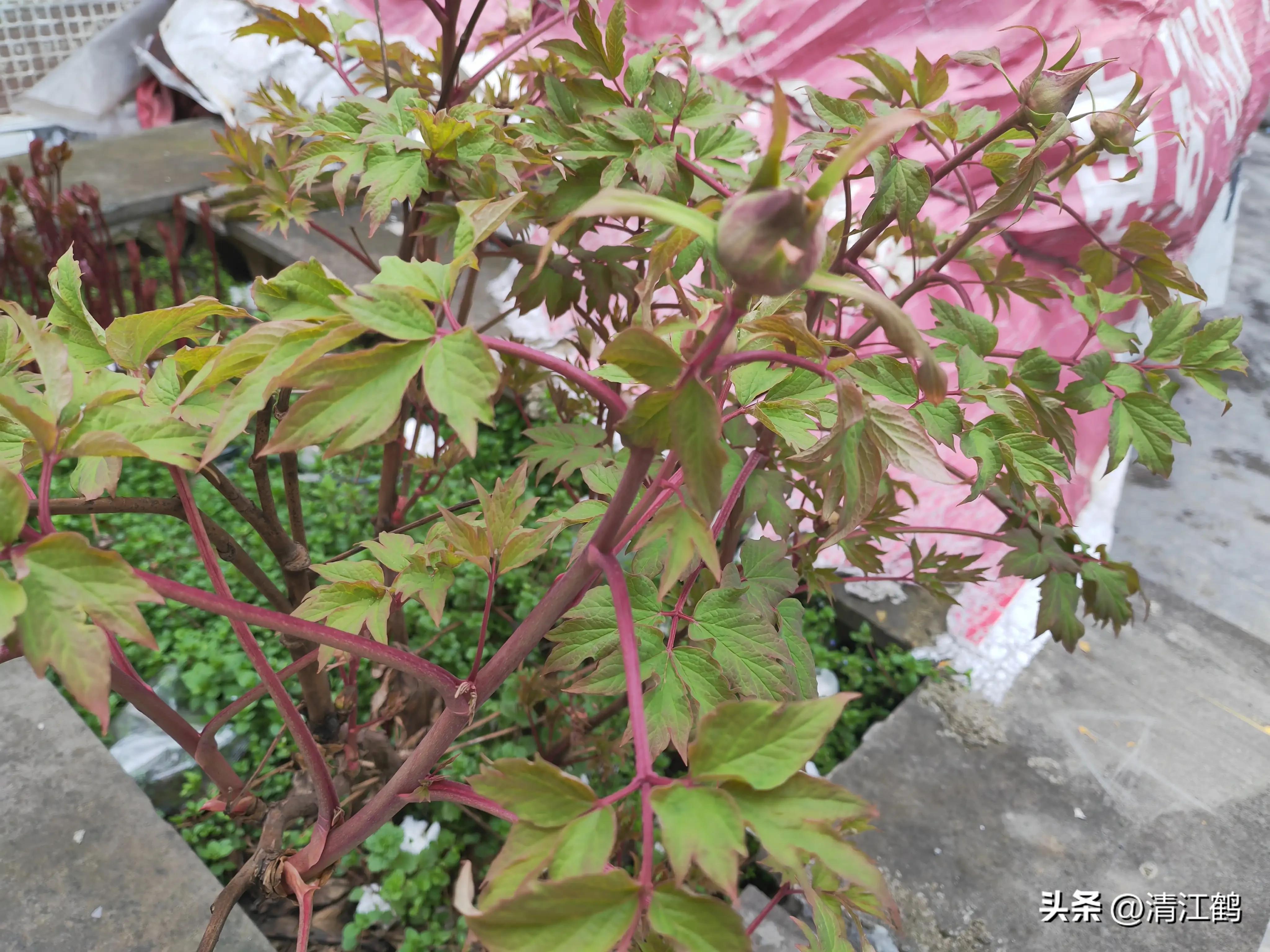 农作物最佳施肥时间和方法,作物长得不旺怎么办