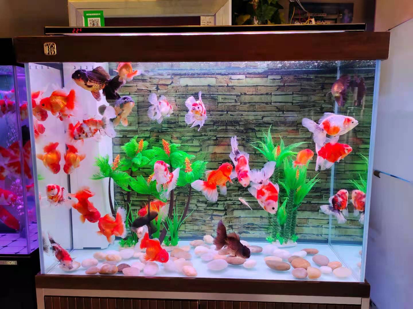 生活小妙招去除鱼缸异味,解决鱼缸的腥味的方法