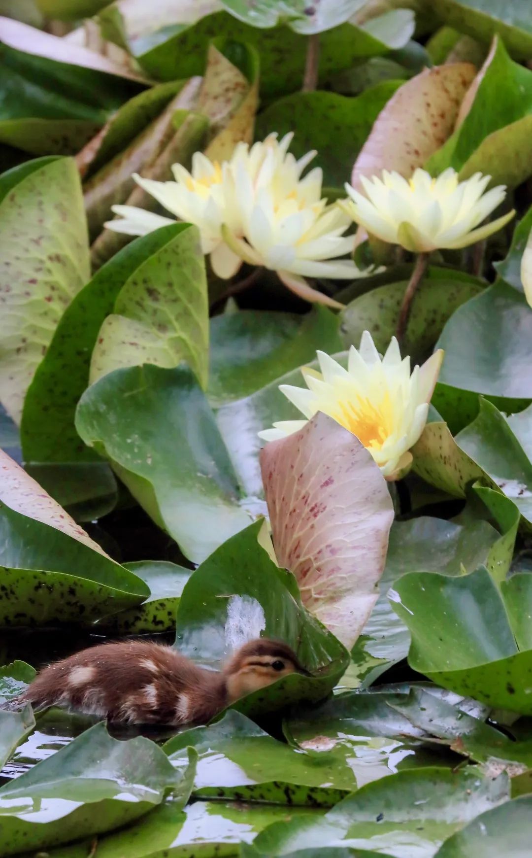 北京赏荷花最佳地点,北京赏荷花的公园