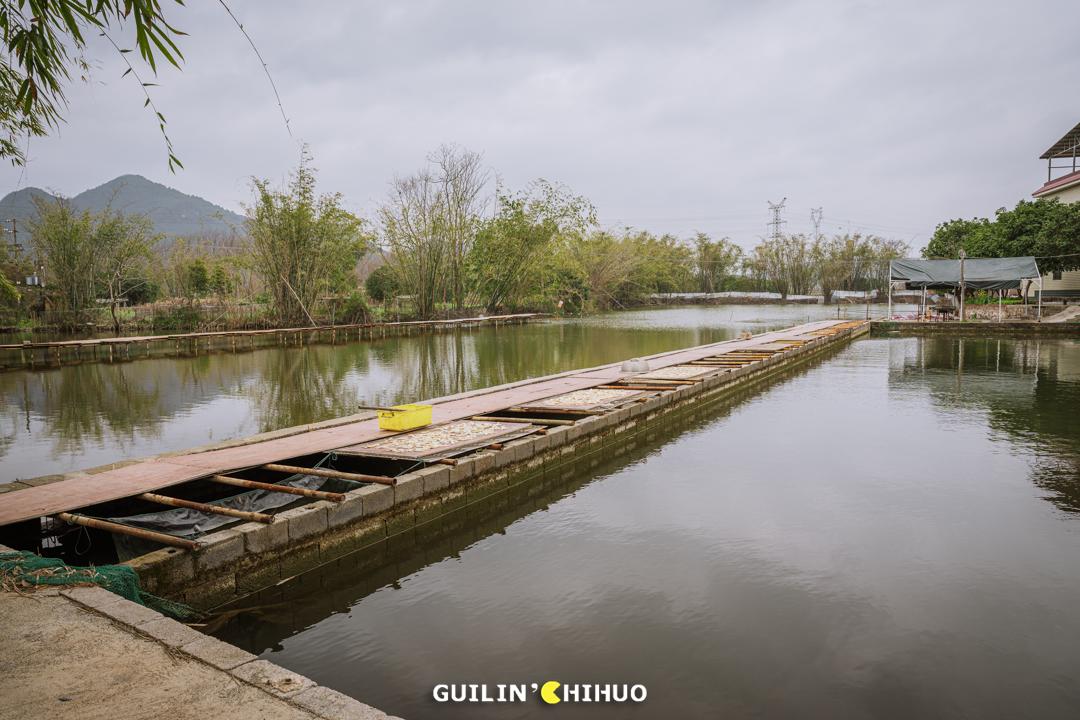 一鱼7吃！11斤以上大活鱼现做！桂林市郊这处田园秘境太会做了！