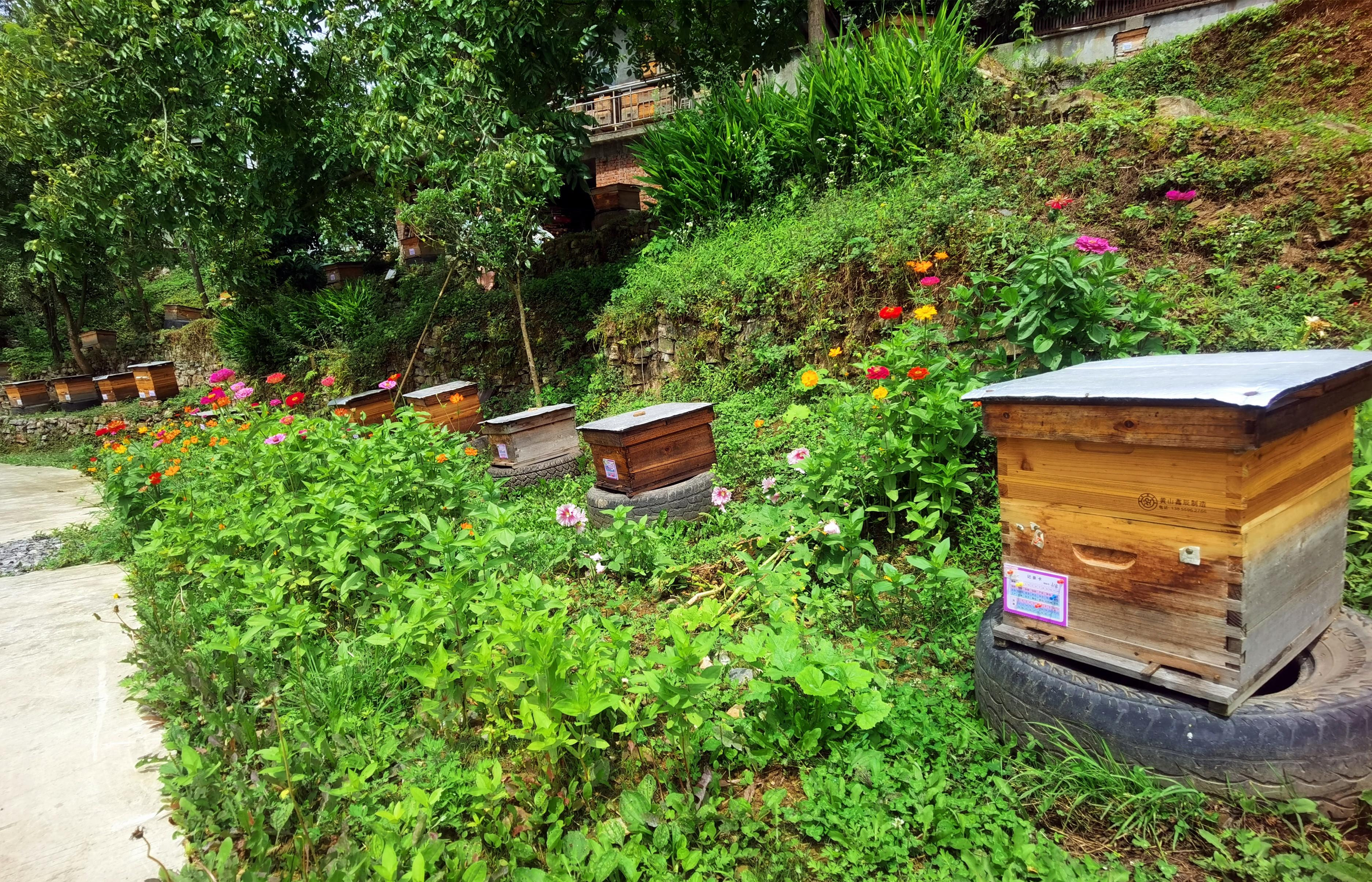 广元朝天区：一天采蜜1800斤深山酿就“甜蜜事业”