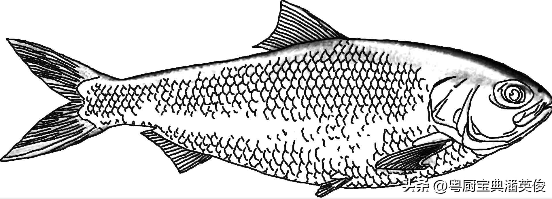 海鱼鳊鱼都是什么鱼,正宗鳊鱼是什么鱼