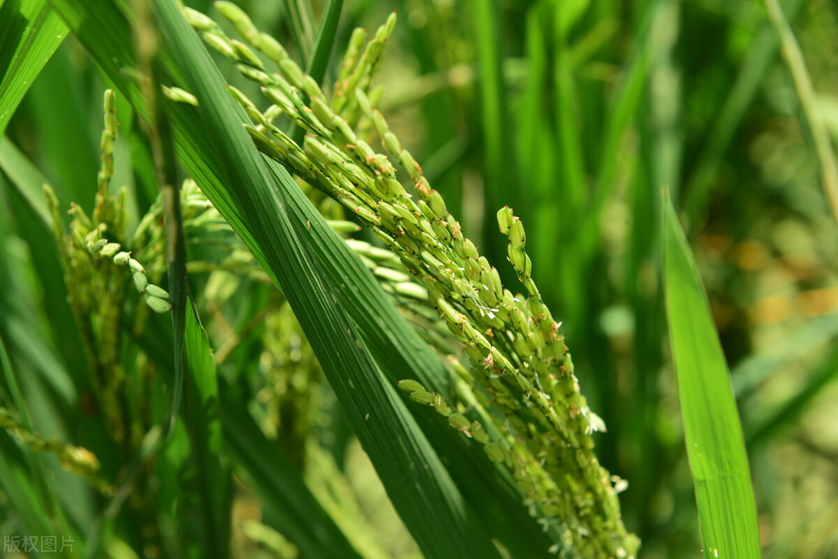 中国十大农业科技进展,十大农业科技标志性成果