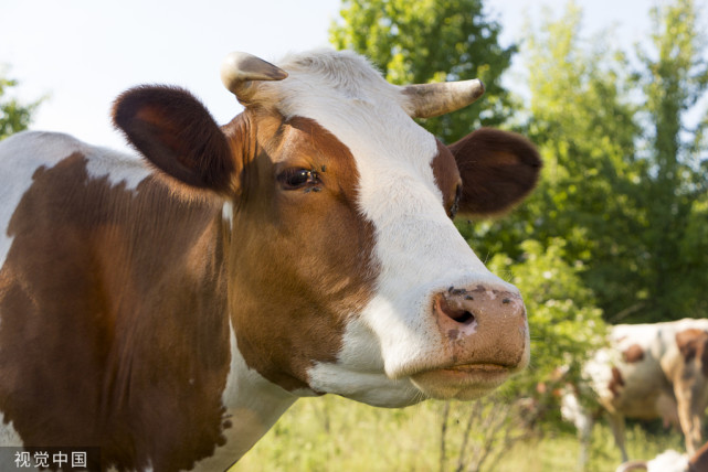 母牛屡配不孕症状和治疗,小母牛屡配不孕的原因及解决办法