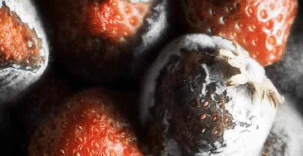 可感染人类的沙漠真菌是如何传播的？