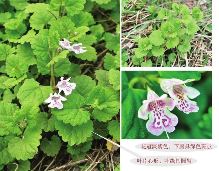 野外生存植物知识大全,野外生存技巧吃野菜野鱼