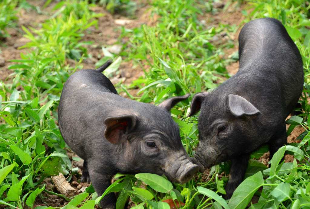 中国从美国进口猪肉价格,从美国进口的猪肉是真的吗