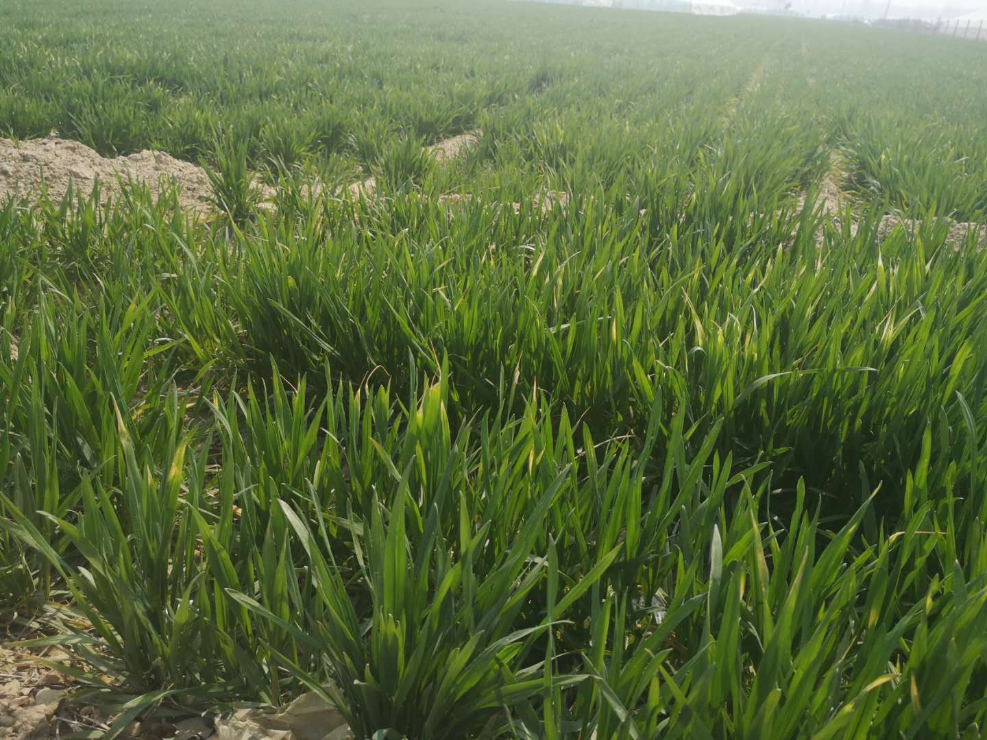 小麦黄化干枯的原因,小麦叶发黄是虫害还是药害