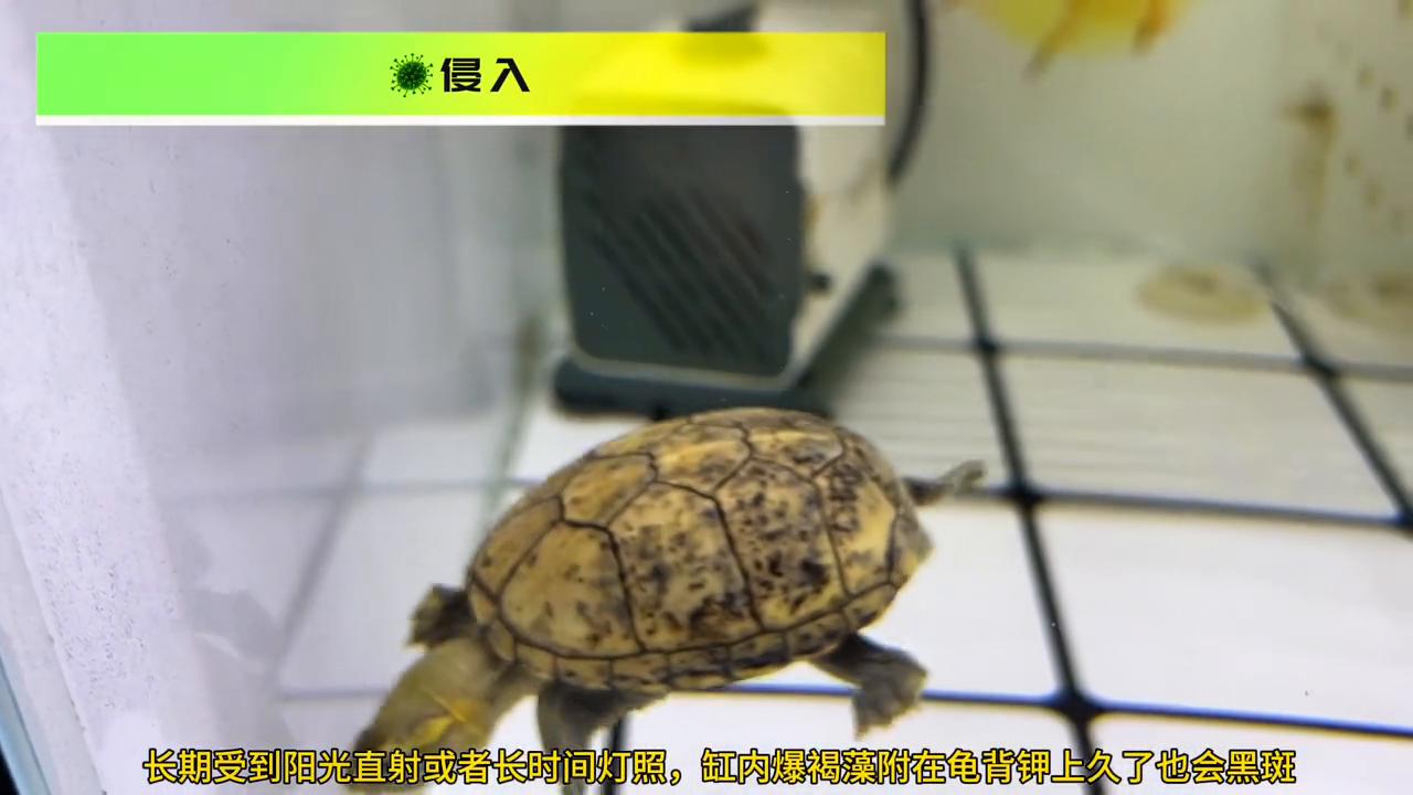 西非龟背甲黑斑,小青龟背甲黑斑