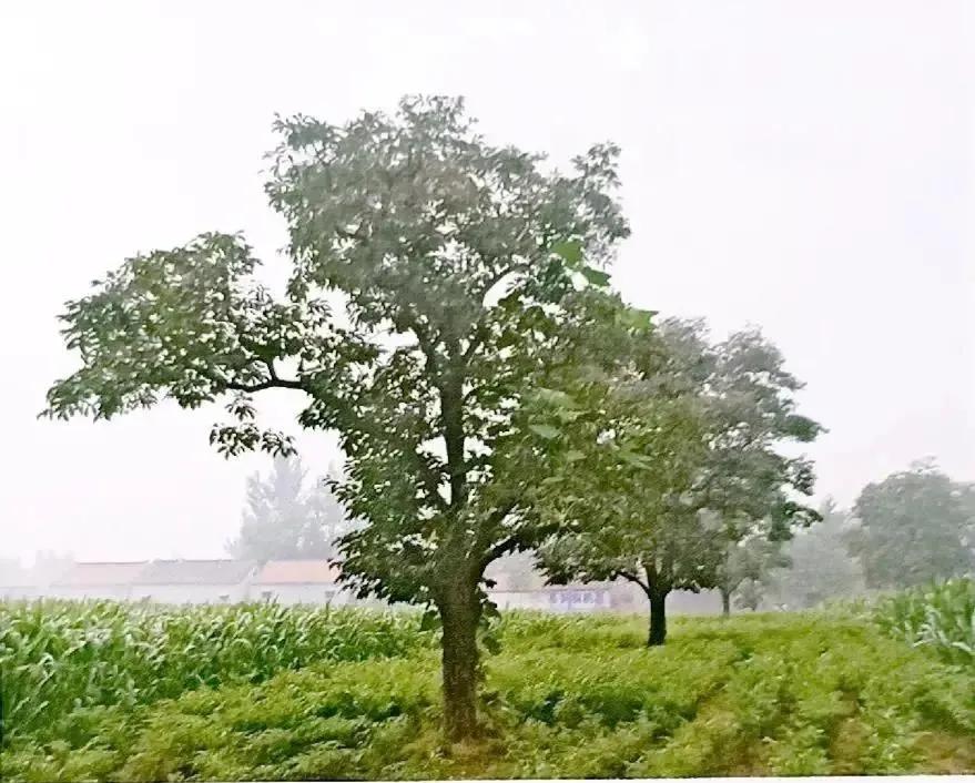 成武县古树,临武县古树