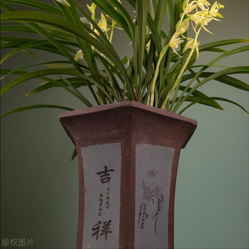 蝴蝶兰花黑根腐烂怎么处理,金边兰花黑根腐烂怎么处理