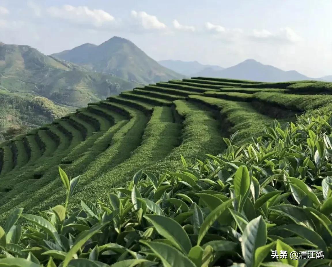 人称“蜂花醇”，有“9大增产用途”，对照使用，可提质增效