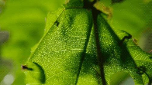 96岁还在奔波工作，这老爷子做出了今年9.8分神片