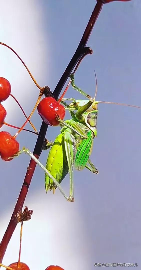 昆虫总动员壁纸,青草昆虫壁纸