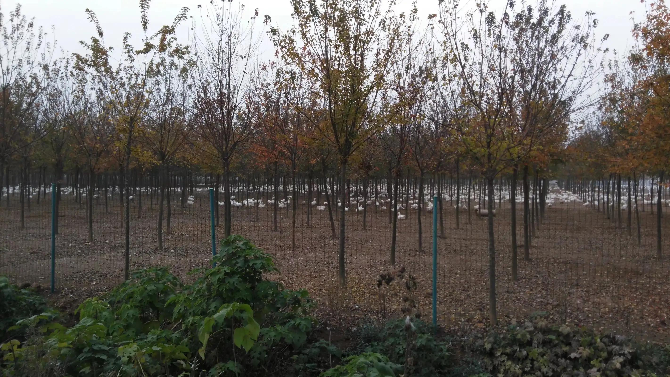 林下种草养鹅的实用技术,林下养鹅技术注意事项