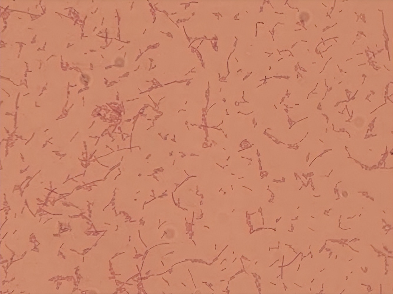 大白菜乳酸菌发酵,白甘蓝与紫甘蓝