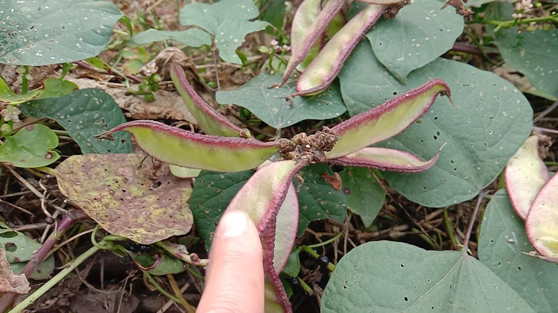 扁豆健脾的功效与作用,小小扁豆竟有这么多的养生功效
