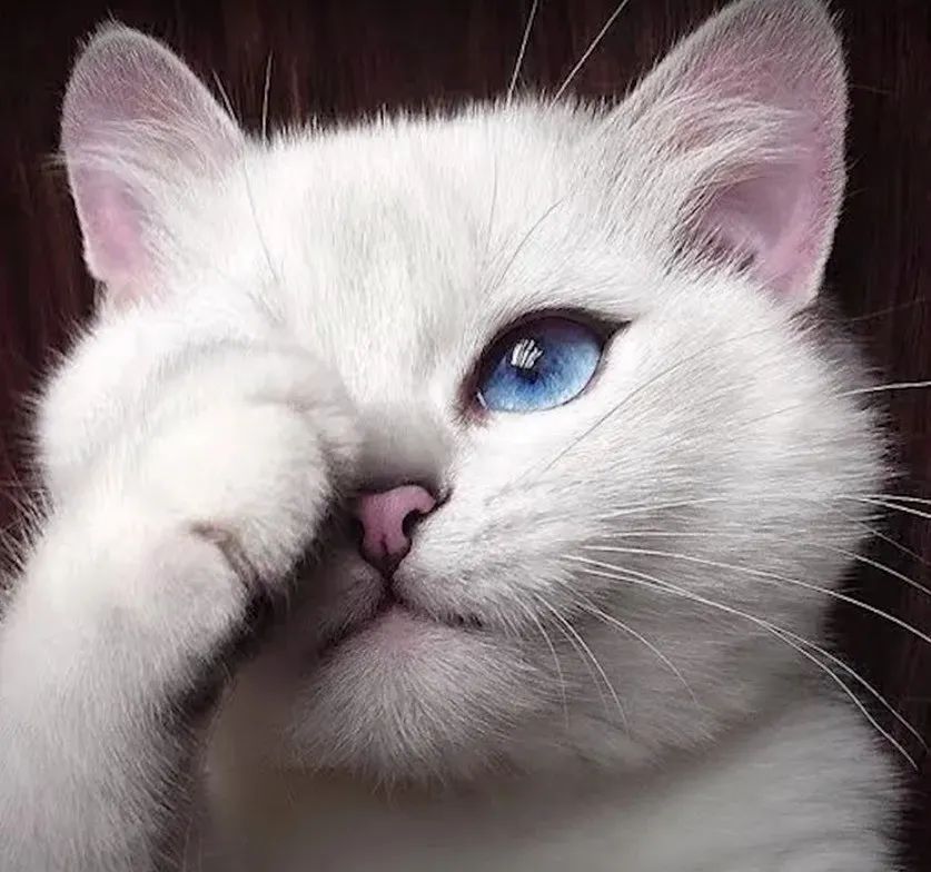 与猫共处的日子,如何给猫屋消毒