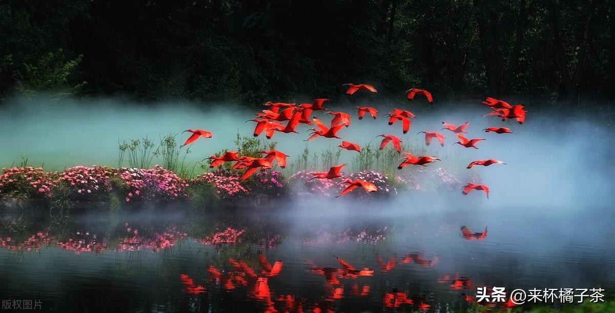 长鹿和长隆动物园哪个更适合幼儿,顺德长鹿与广州长隆动物园