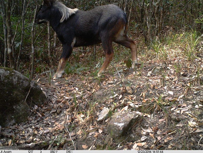 榛勫矖灞卞彂鐜板洓涓嶅儚,鑰佸啘灞变笂鍙戠幇鐨勫洓涓嶅儚