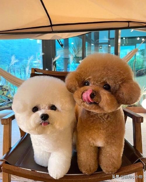 泰迪露肚皮是什么意思啊,泰迪露着肚子躺着睡觉