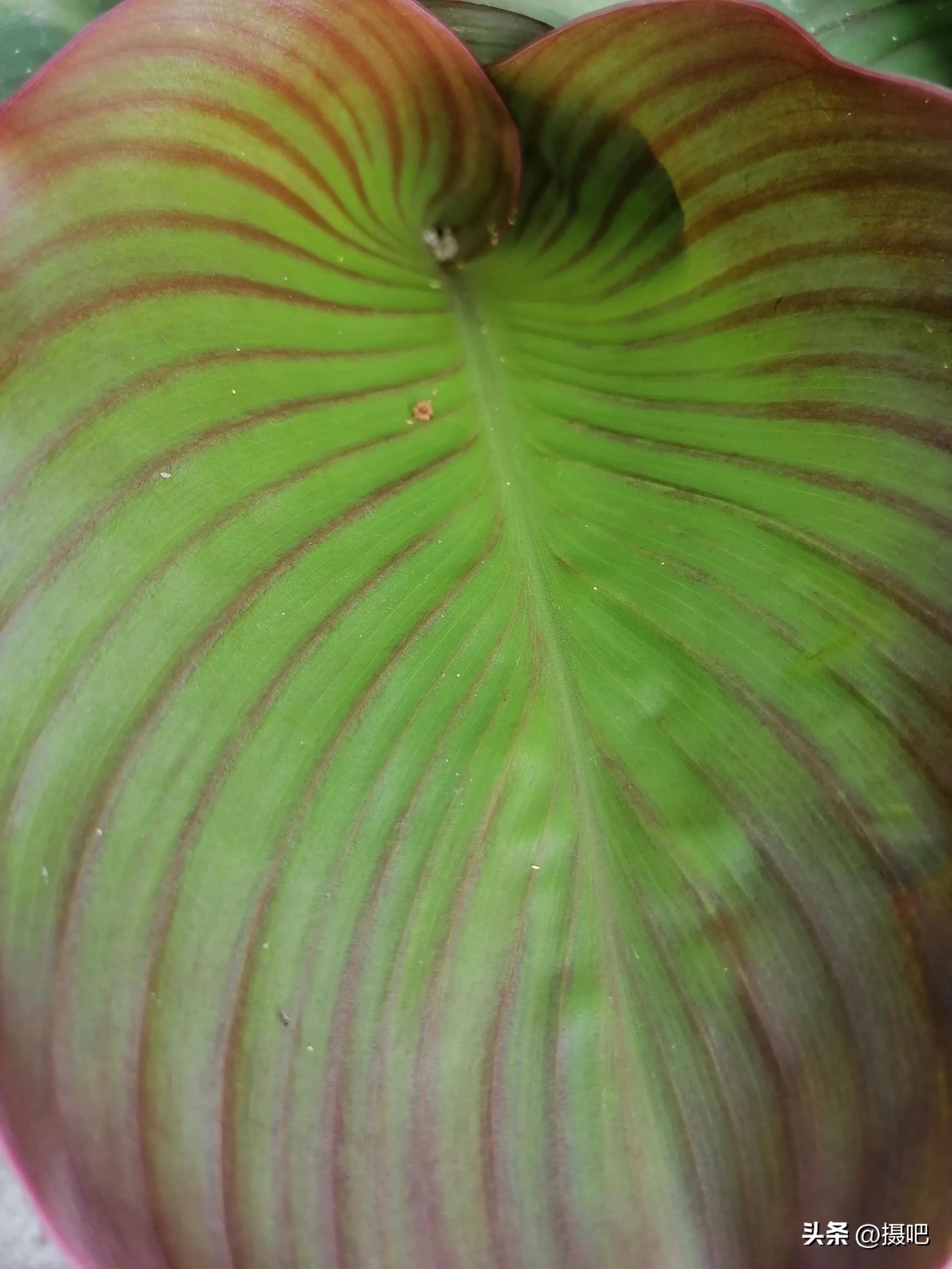 特大新鲜粽叶,大粽叶长在什么地方