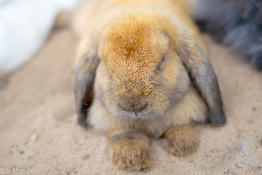兔子打喷嚏是什么声音,兔子频繁打喷嚏是什么原因