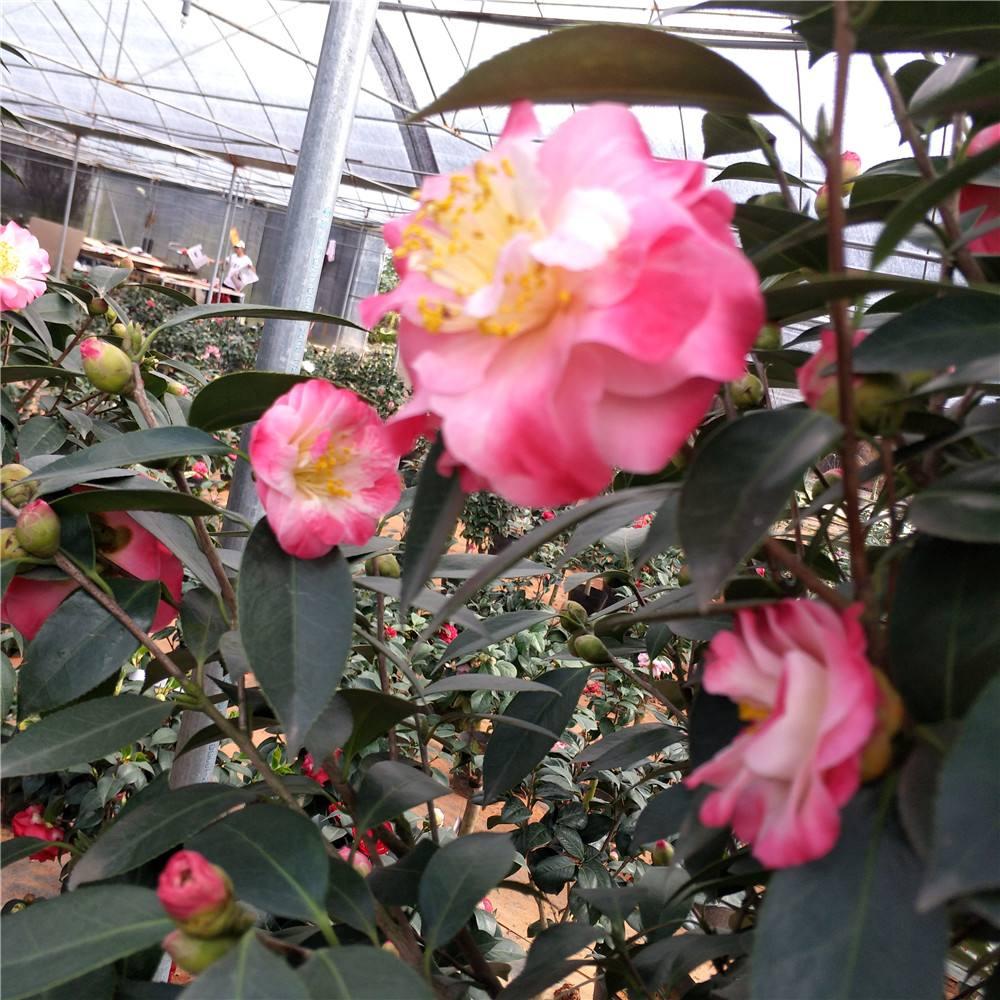 养花什么花是喜酸的,喜酸的花怎么养