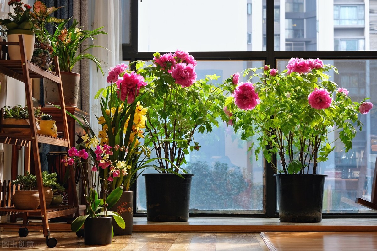 6种漂亮的富贵花好养好看还招财,6种长寿花能活一百年漂亮又吉利