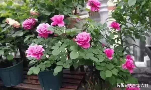 大花浓香勤花的月季品种,大花月季品种介绍大全图片及价格