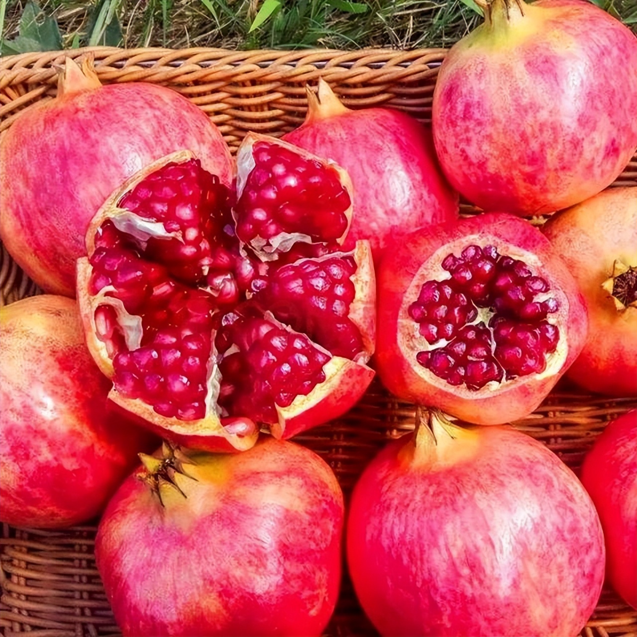 突尼斯软籽石榴树北方可以种植吗,突尼斯软籽石榴树种植技术视频