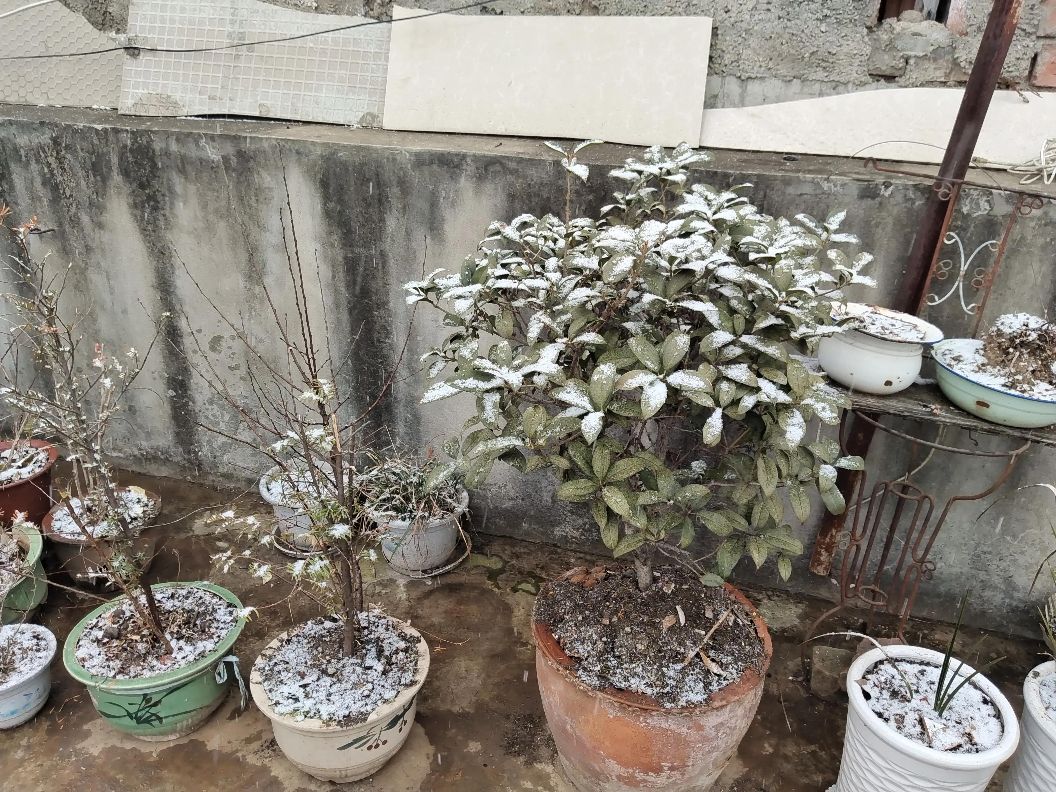 盆栽浇水十大禁忌,盆栽植物如何防止烂根