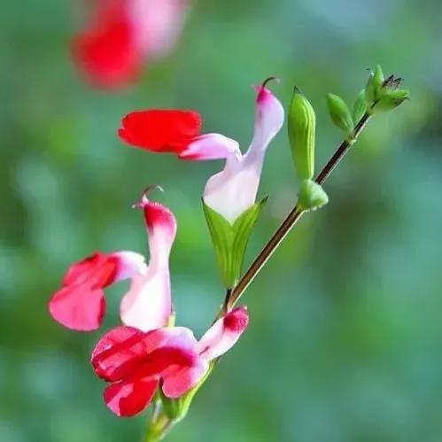 春夏之交，越来越多的花含苞欲放，这一百种娇媚蓓蕾真是美不胜收