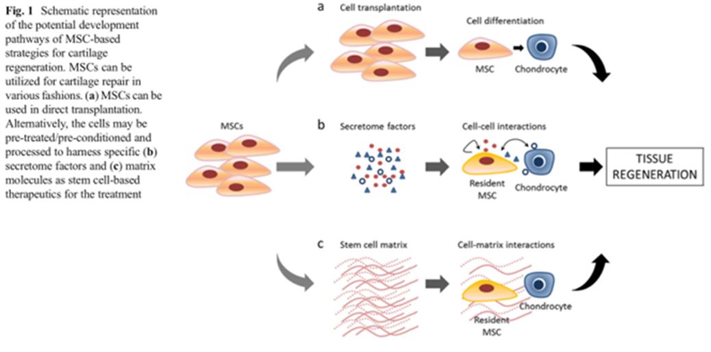 关注世界杯｜40名职业运动员使用干细胞疗法