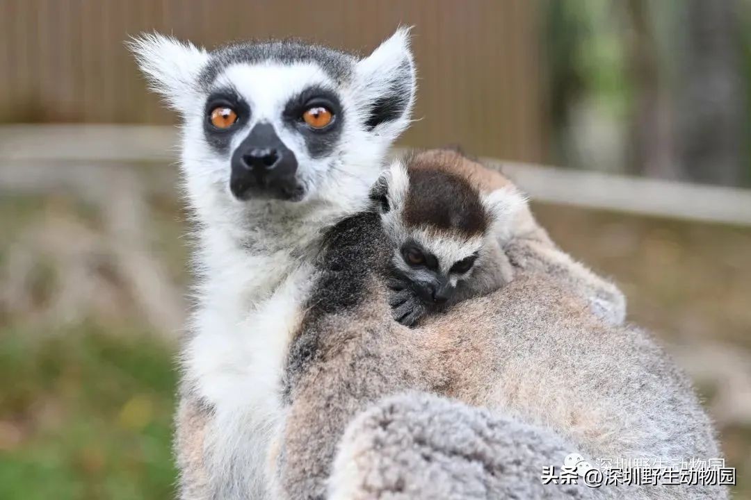 考完先别溜！优惠门票¥67.8，放松一“夏”！