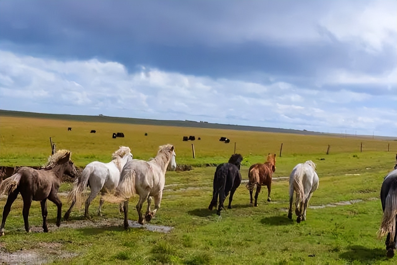 你好这里是呼伦贝尔,海滨藏城鸟鱼天堂