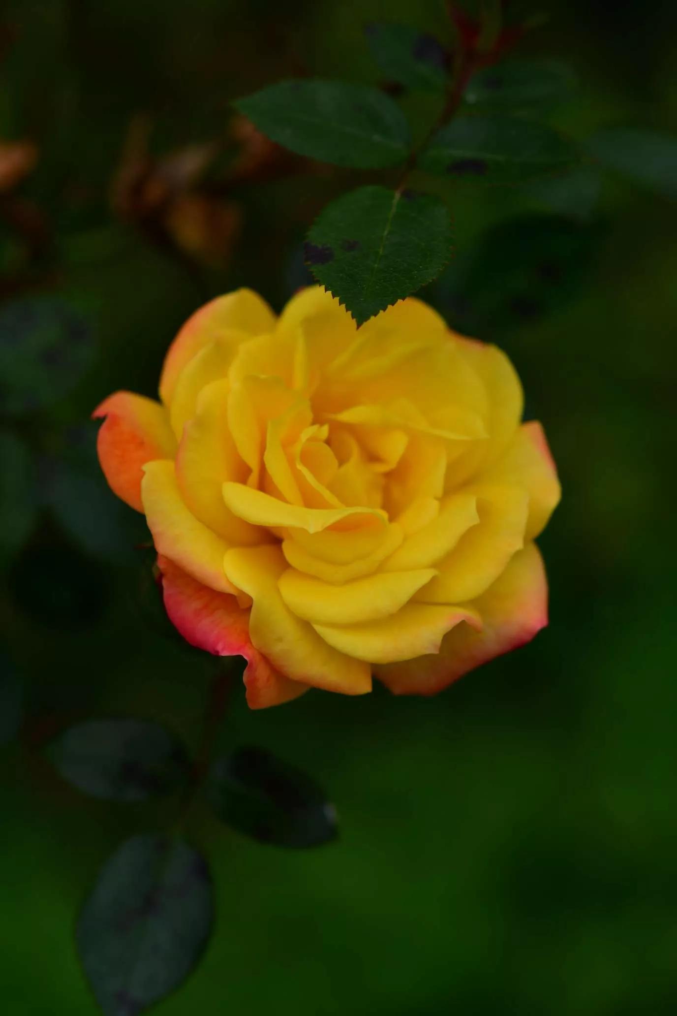 所有花的名称大全,认识各种花的寓意