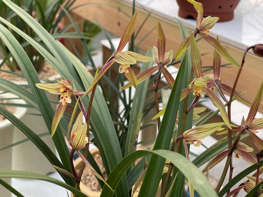 2022虎年年宵花,年宵花系列来了