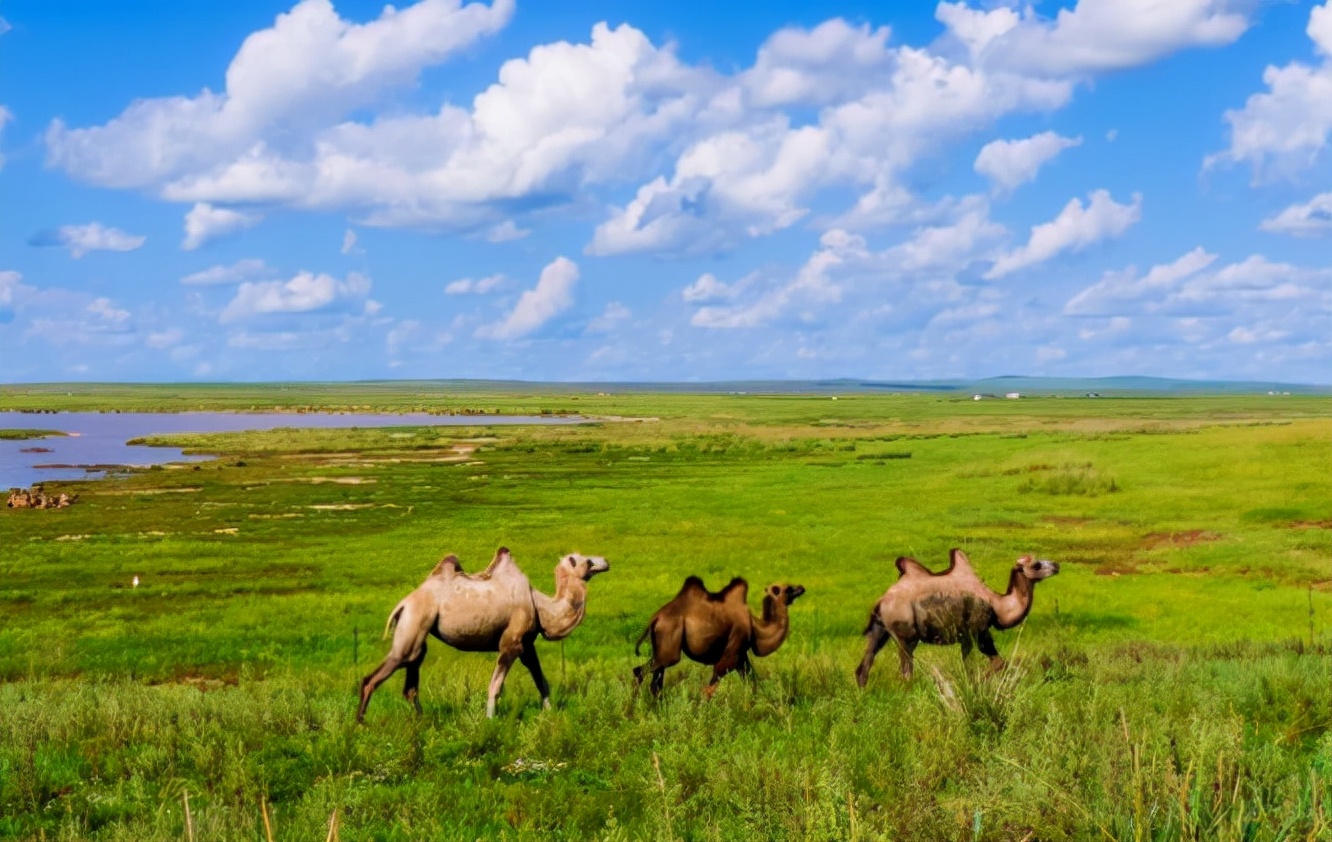 骆驼奶为什么只有奶粉,骆驼奶为什么不脱脂