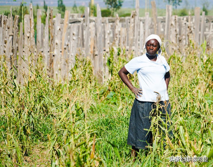 非洲200天（34）肯尼亚寡妇村的创业故事