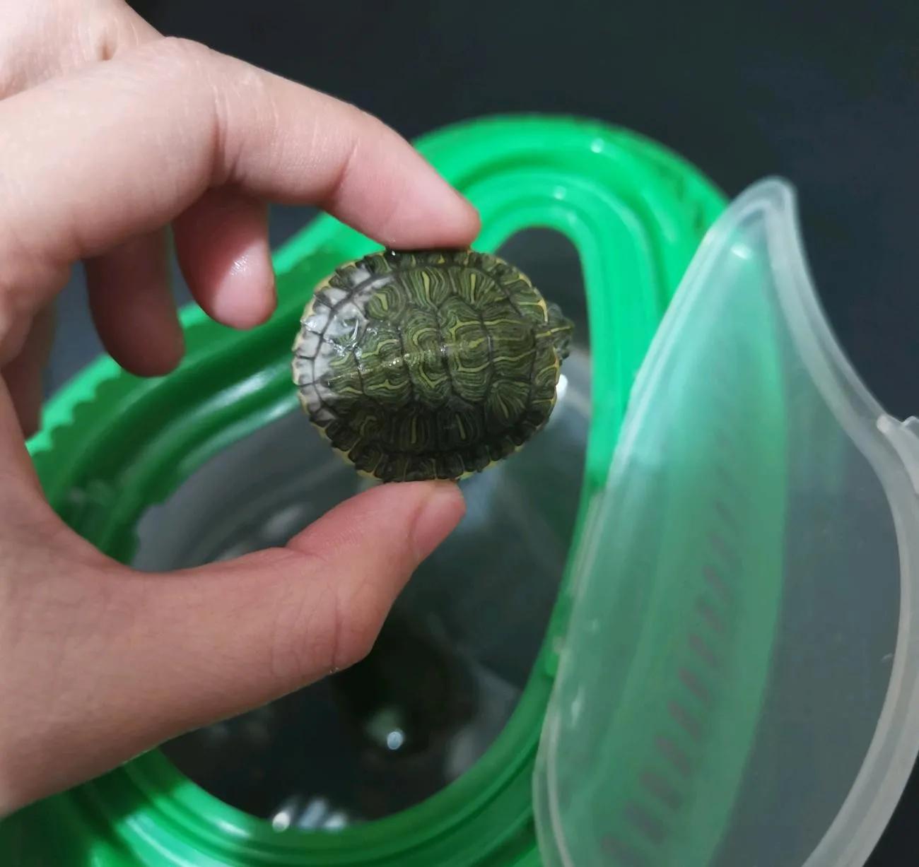 红耳龟饲养方法,巴西红耳龟养殖方法