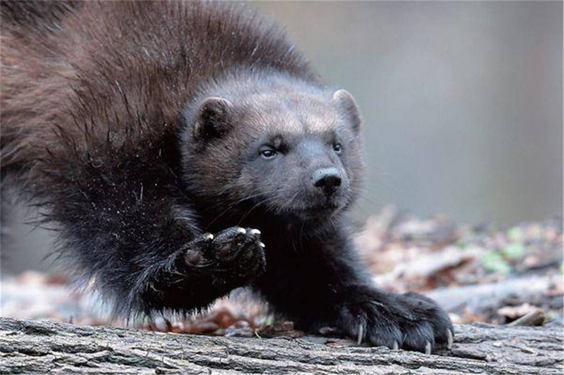 鼬科里平头哥是不是最厉害,鼬科最强猛兽