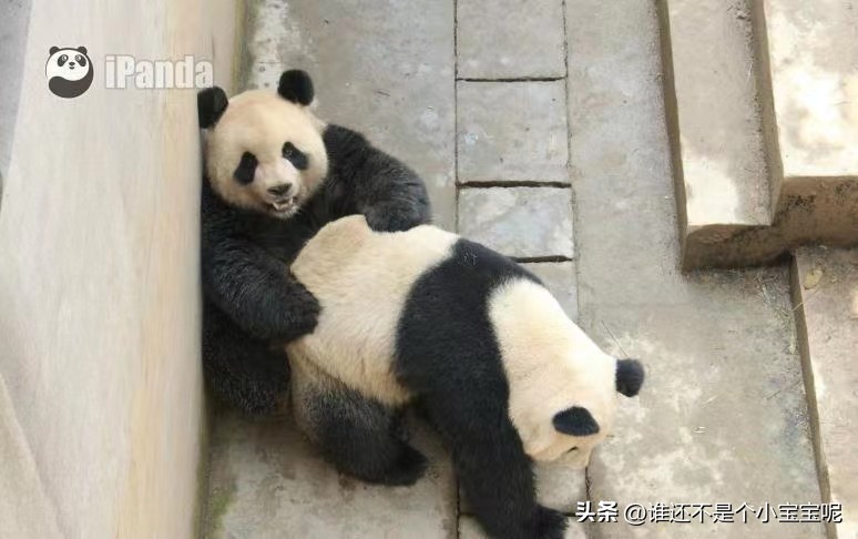 大熊猫喜妹咬伤饲养员,每天认识一只大熊猫