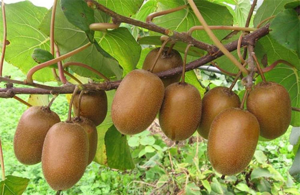 哪种常见水果是我国本土水果,哪种水果是我国本土的水果